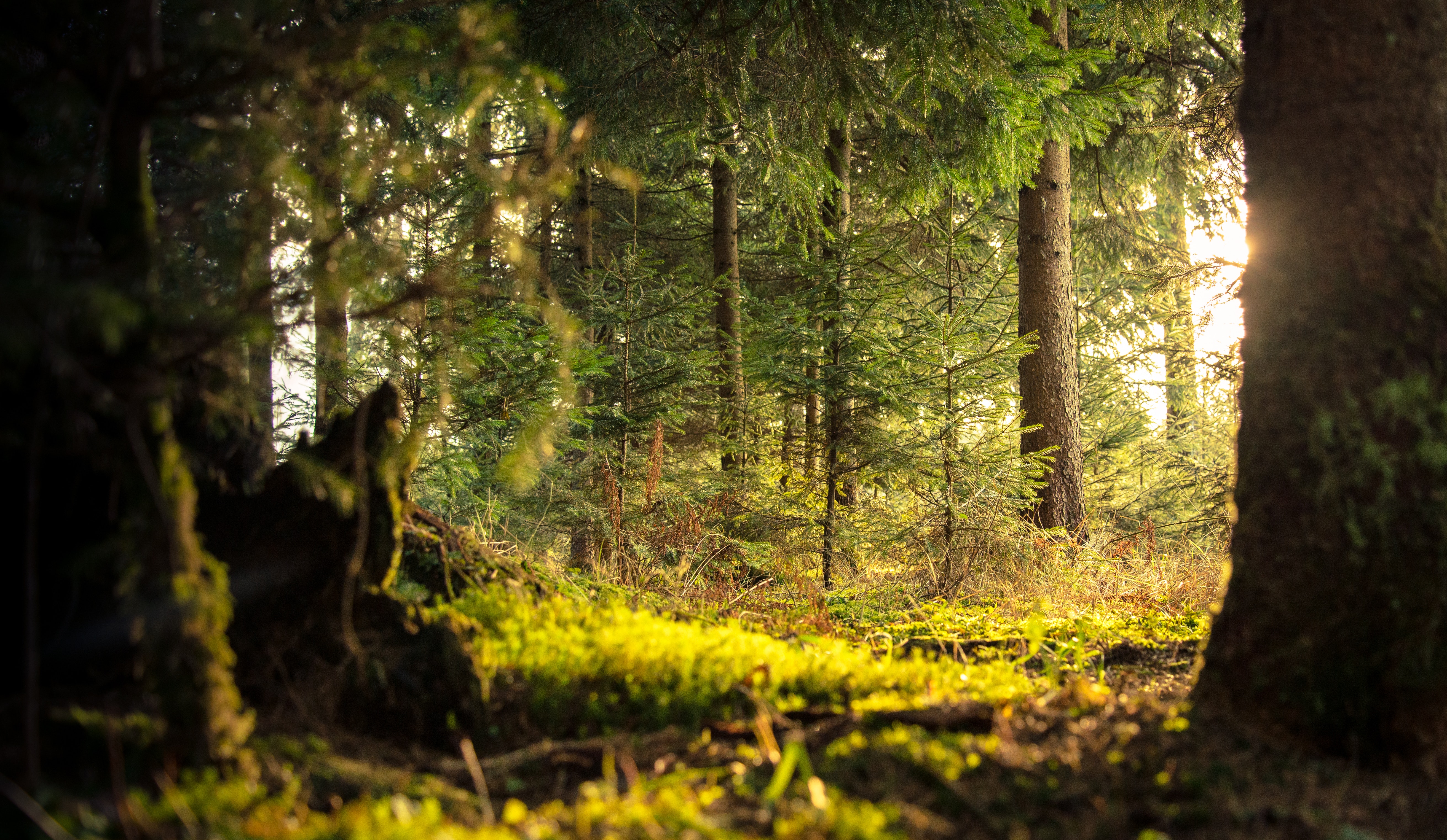 A green forest with fresh air