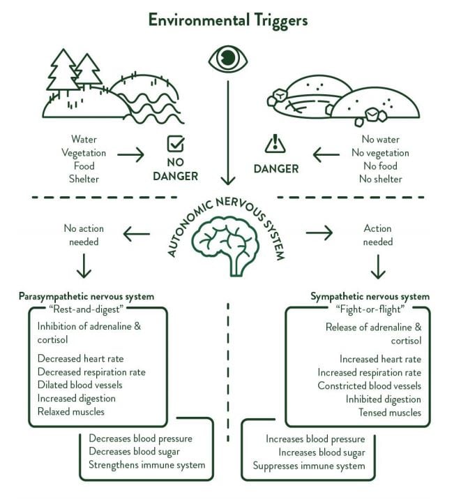 Environmental triggers affect our brains