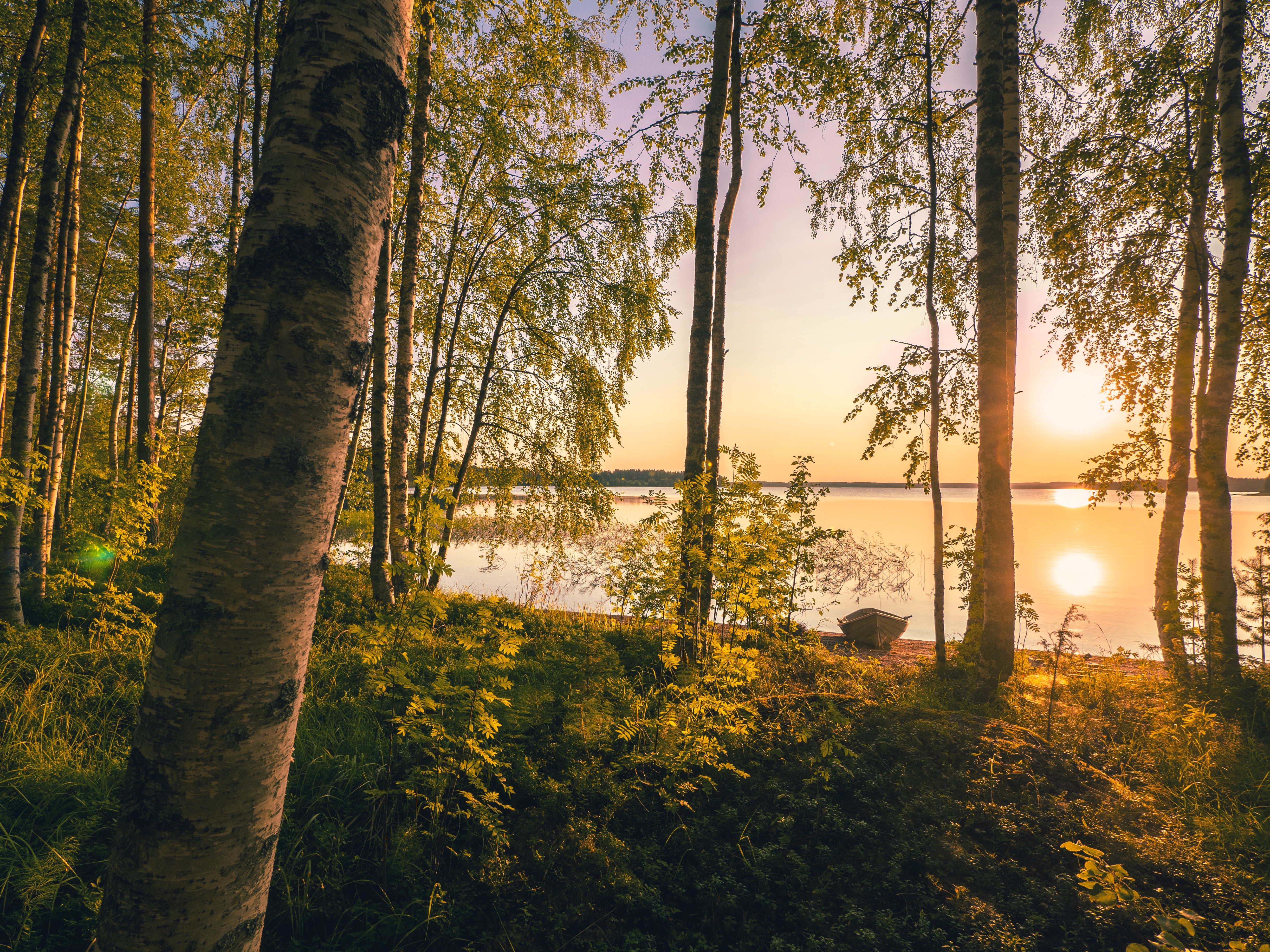 Fresh air in a fresh forest