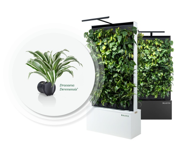 Dracaena Deremensis-1