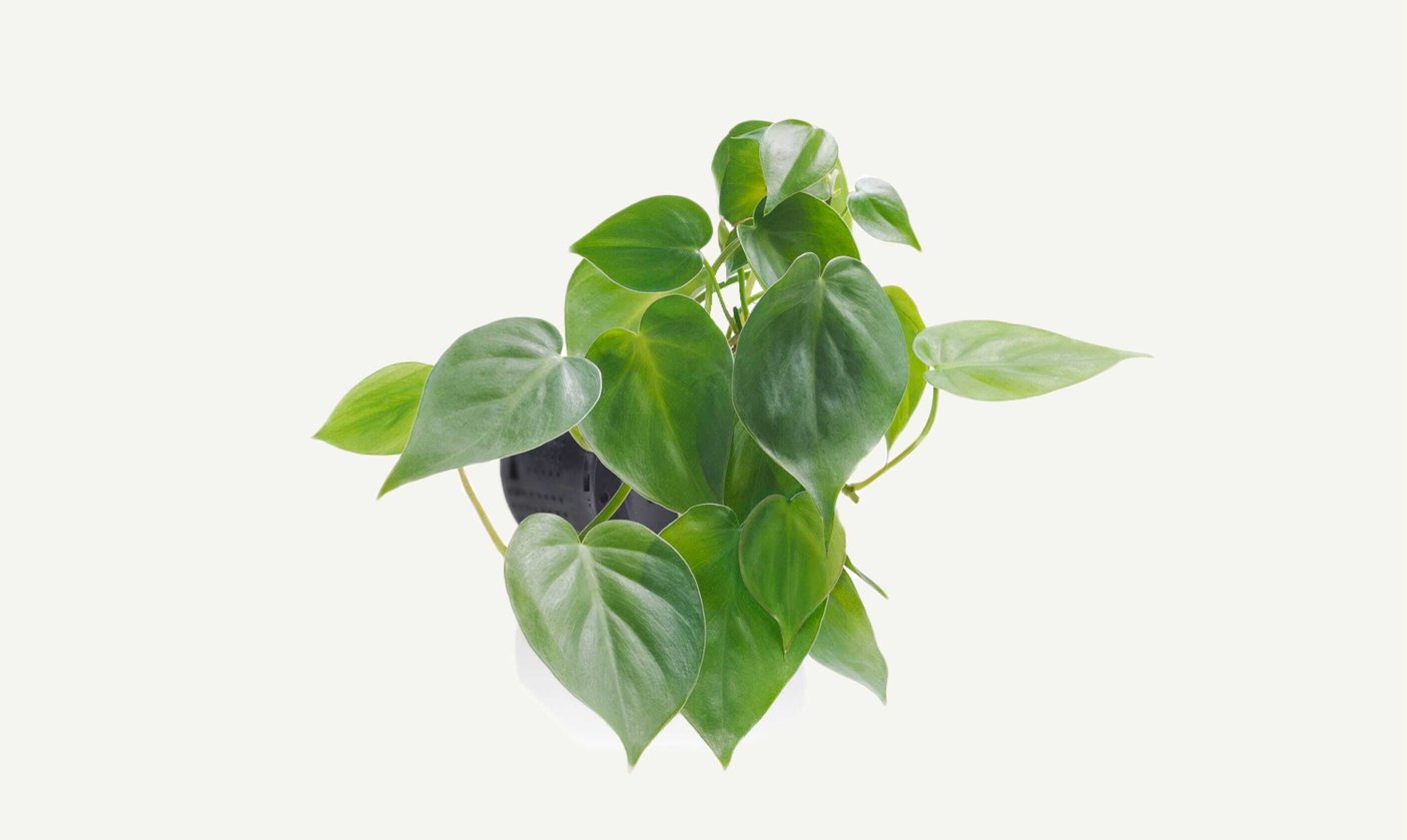 Heartleaf-philodendron@2x