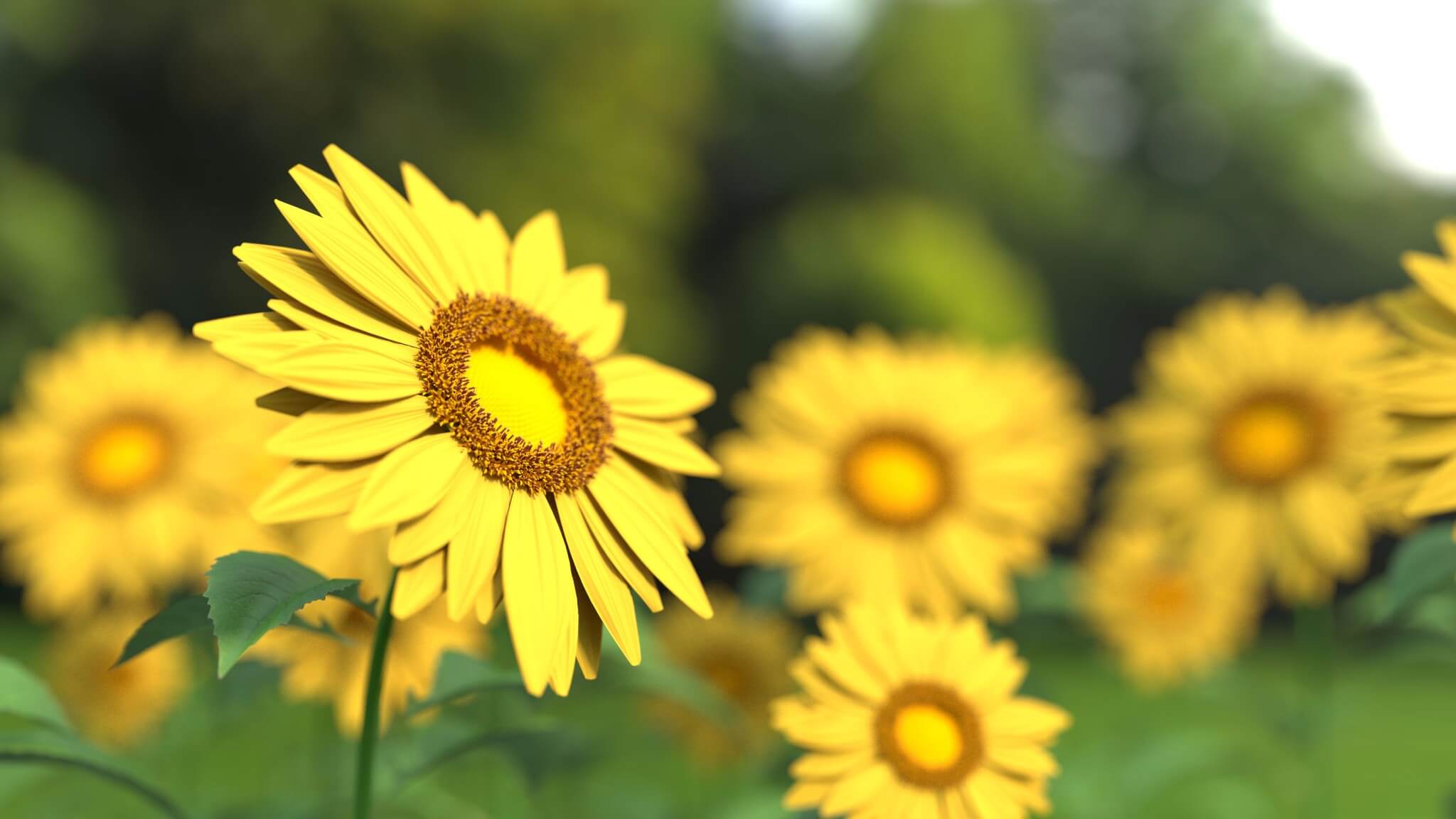 sunflowers-hero.jpg
