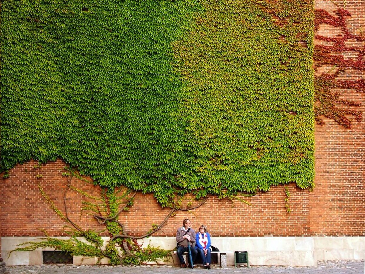 outdoor-wall-growth