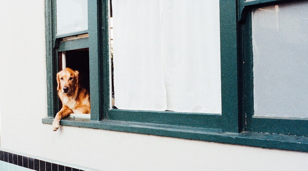 A dog getting some fresh air. 