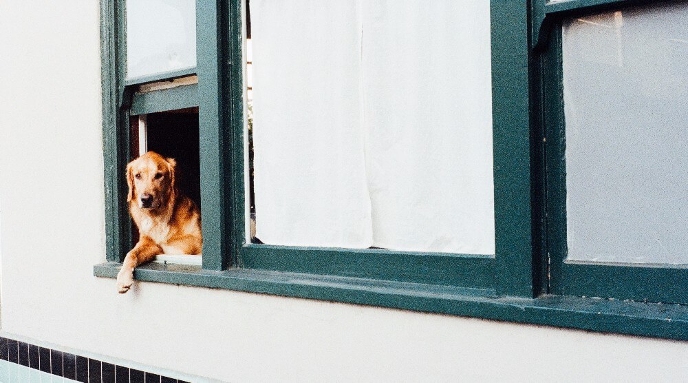 pet-dog-window