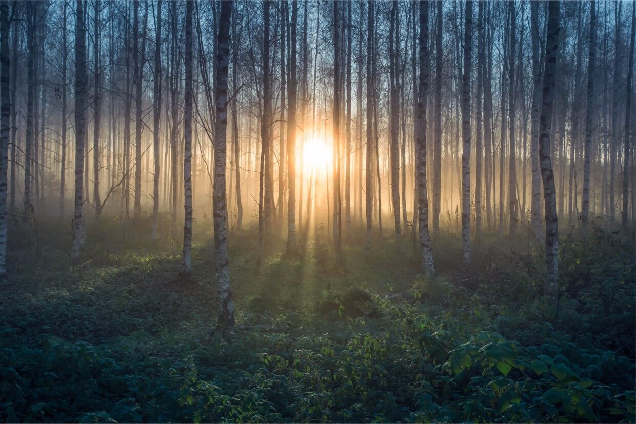 Naturen har en visuellt tillfredsställande och distraherande verkan på oss.