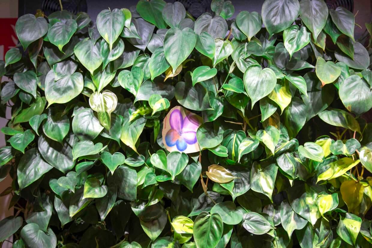Besökarna är fascinerade av Naavan och en av dem ritade en blomma som fick pryda Naavan.