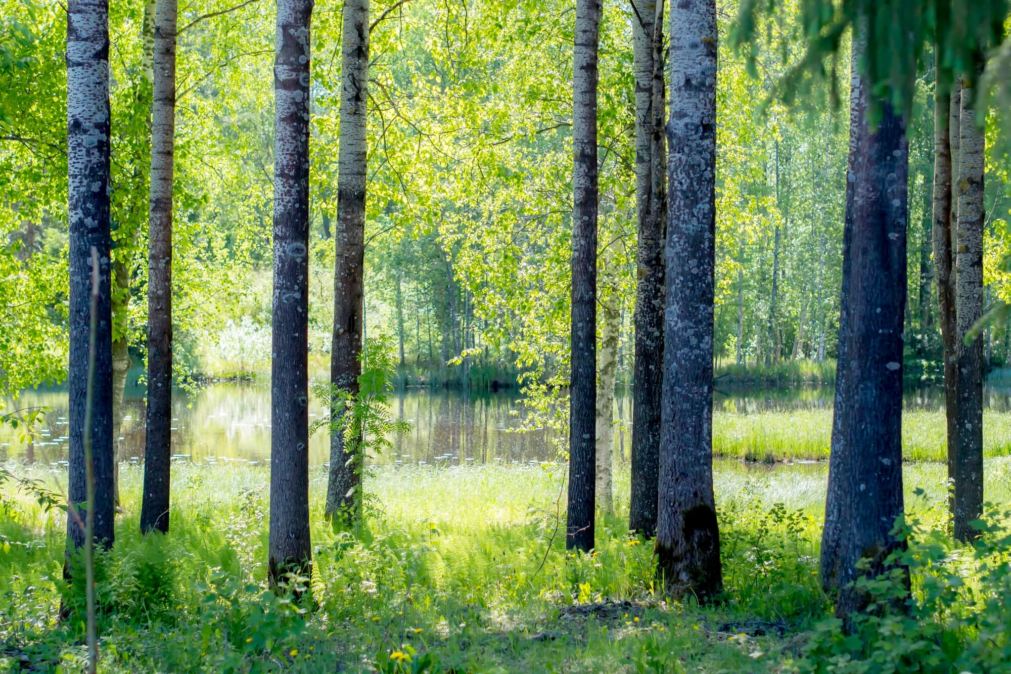 Finnish-forest-hero.jpg