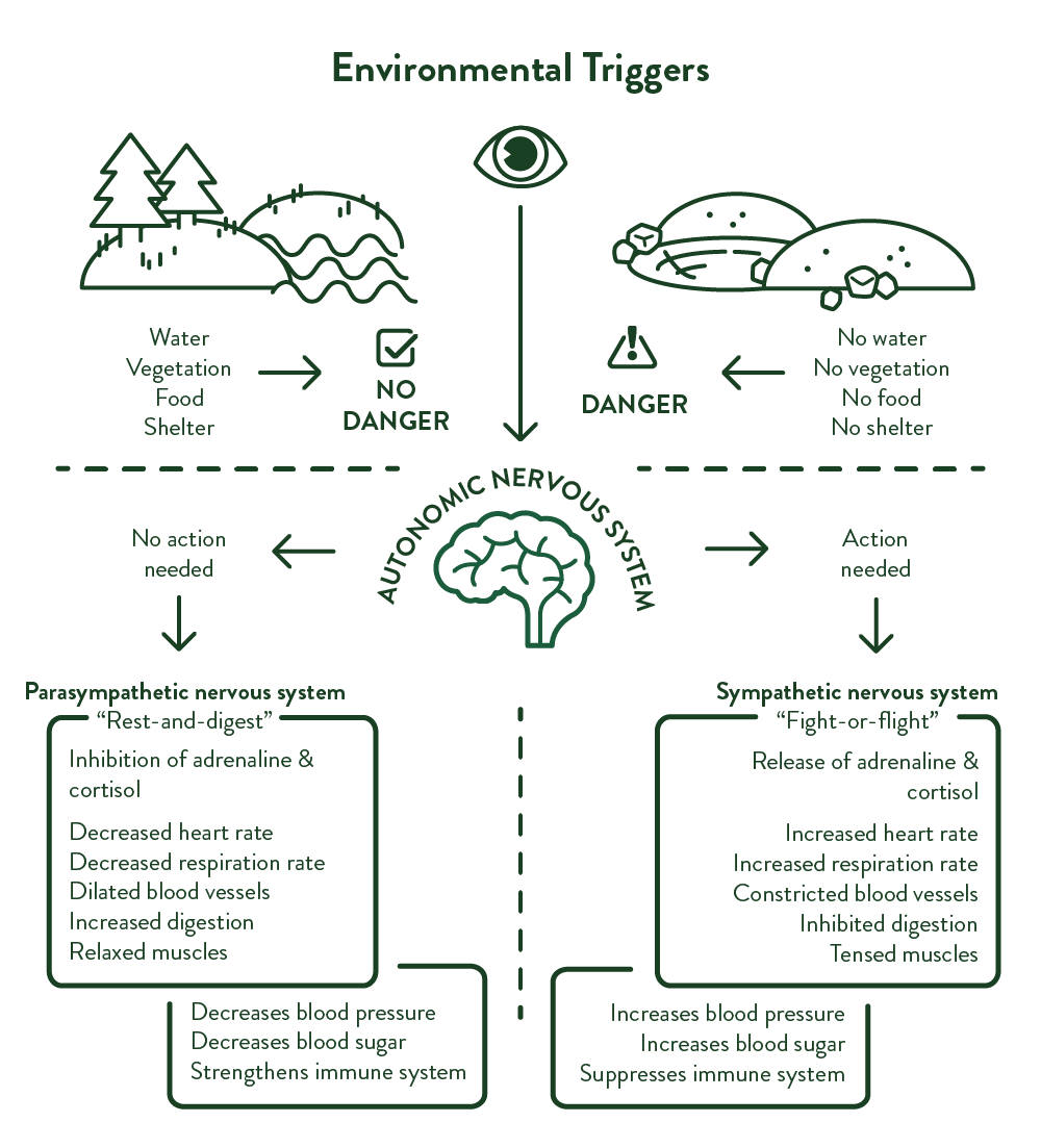 Infograph: Environmental triggers of biophilia and their respective outcomes.