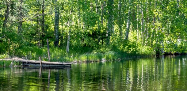 Vehreä järvimaisema vetoaa biofiliseen viettiimme kohti vettä ja kasvillisuutta.