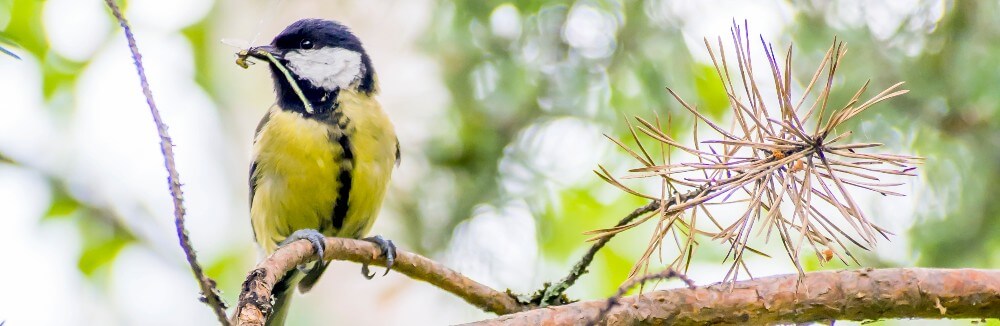 biophilia-soundscape