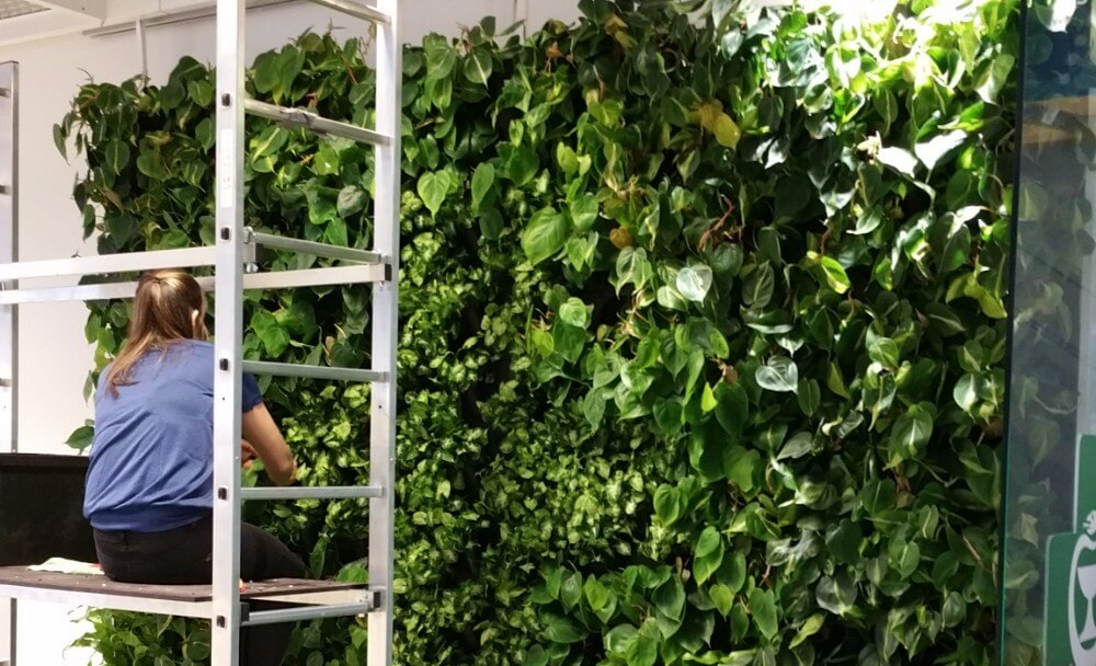 Maintenance of a green wall.