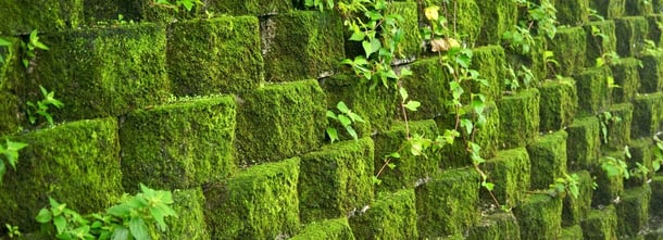 Naturally growing moss wall at Jinguashi historical mine. (Fred Hsu / CC BY-SA 3.0)