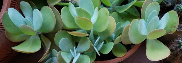 Succulent plants store water in their thick and fleshy leaves. (Nate Conklin / CC BY 3.0)