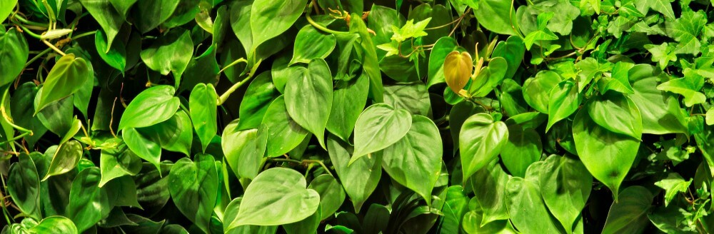 Herttaköynnösvehka on viherseinissä usein hyödynnetty ikivihreä kasvi.