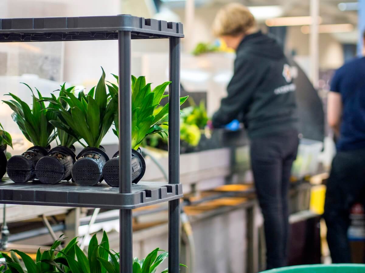 Naava-plant-production