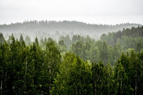 Nordic nature. 