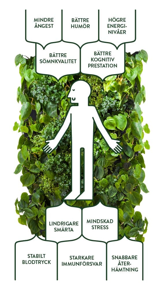 Positiva effekter av biofili kan nås med Naava smarta växtväggar