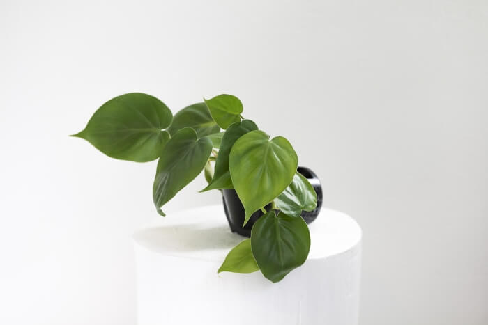 Naava plants: heartleaf philodendron (Philodendron scandens)