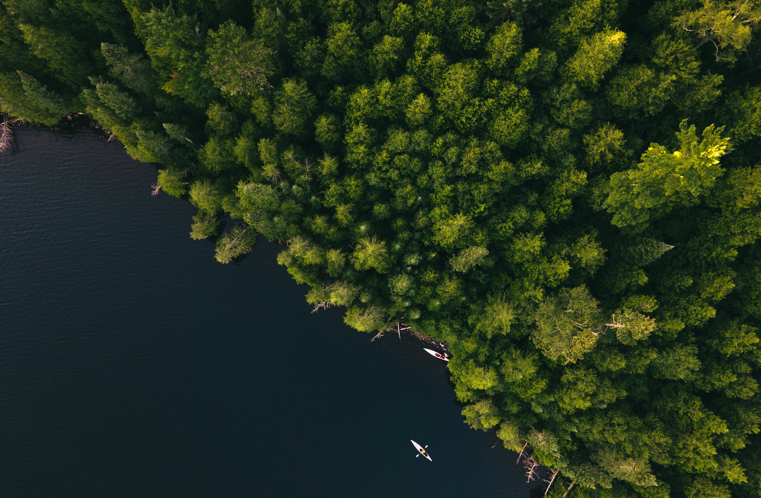 A tranquil aerial view of a lush deciduous forest surrounded by calm waters