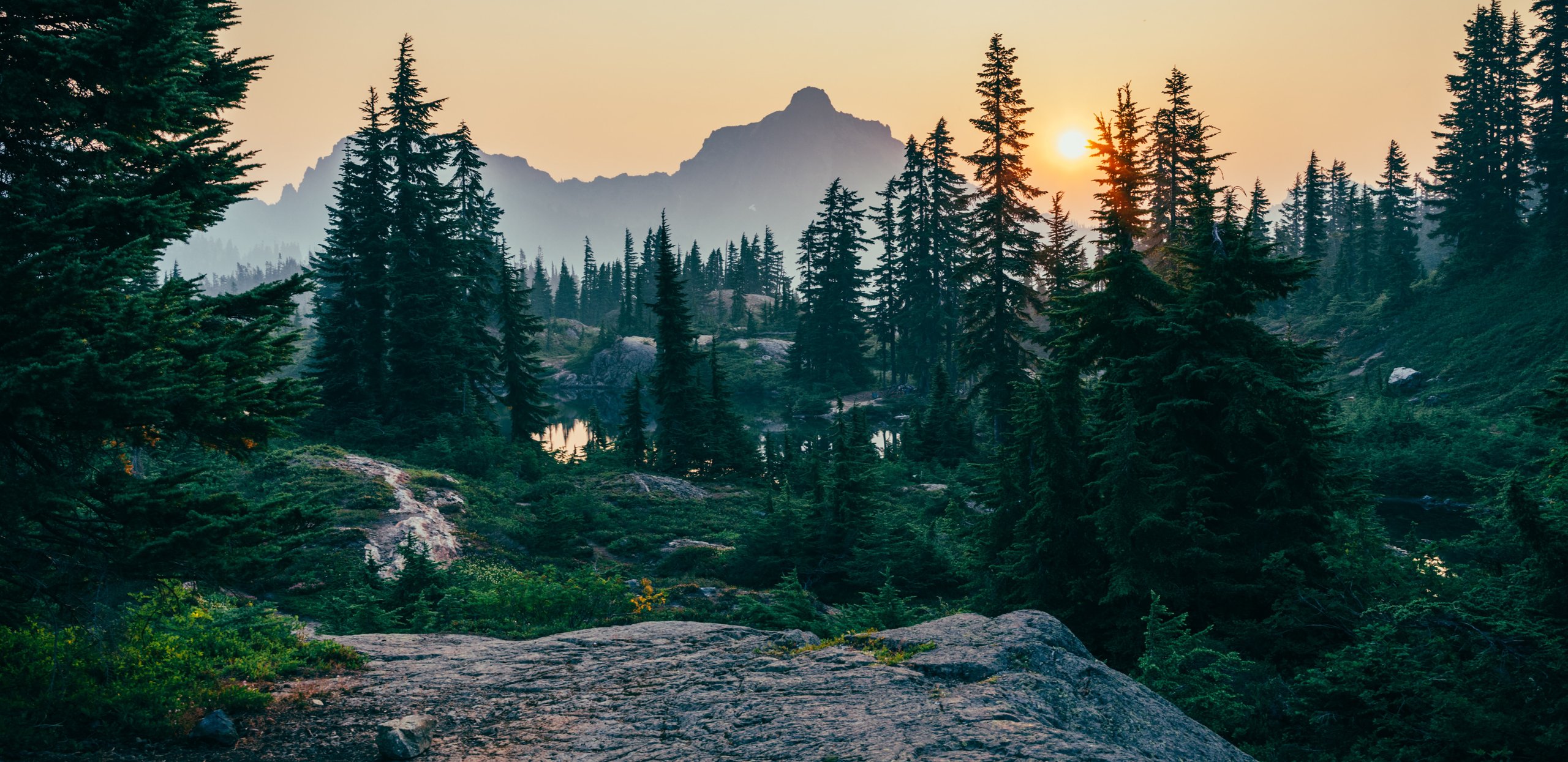 A misty spruce forest at dawn