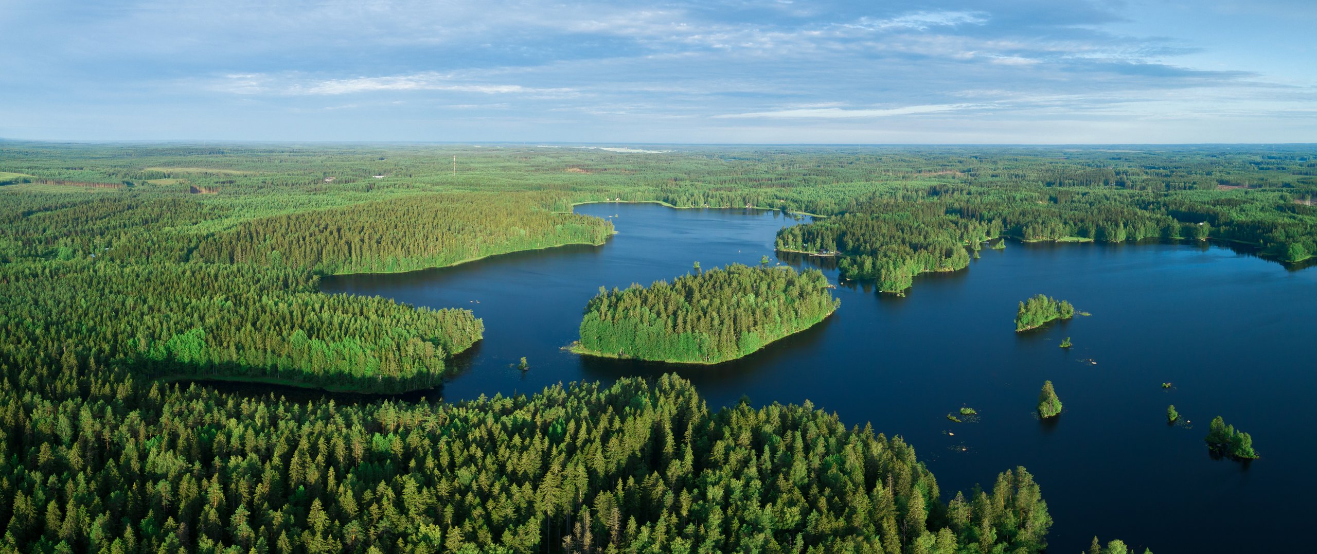 Sunny lake landscape surrounded by a clean spruce forest.