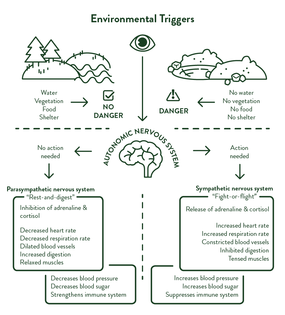 biophilia-illustration-en