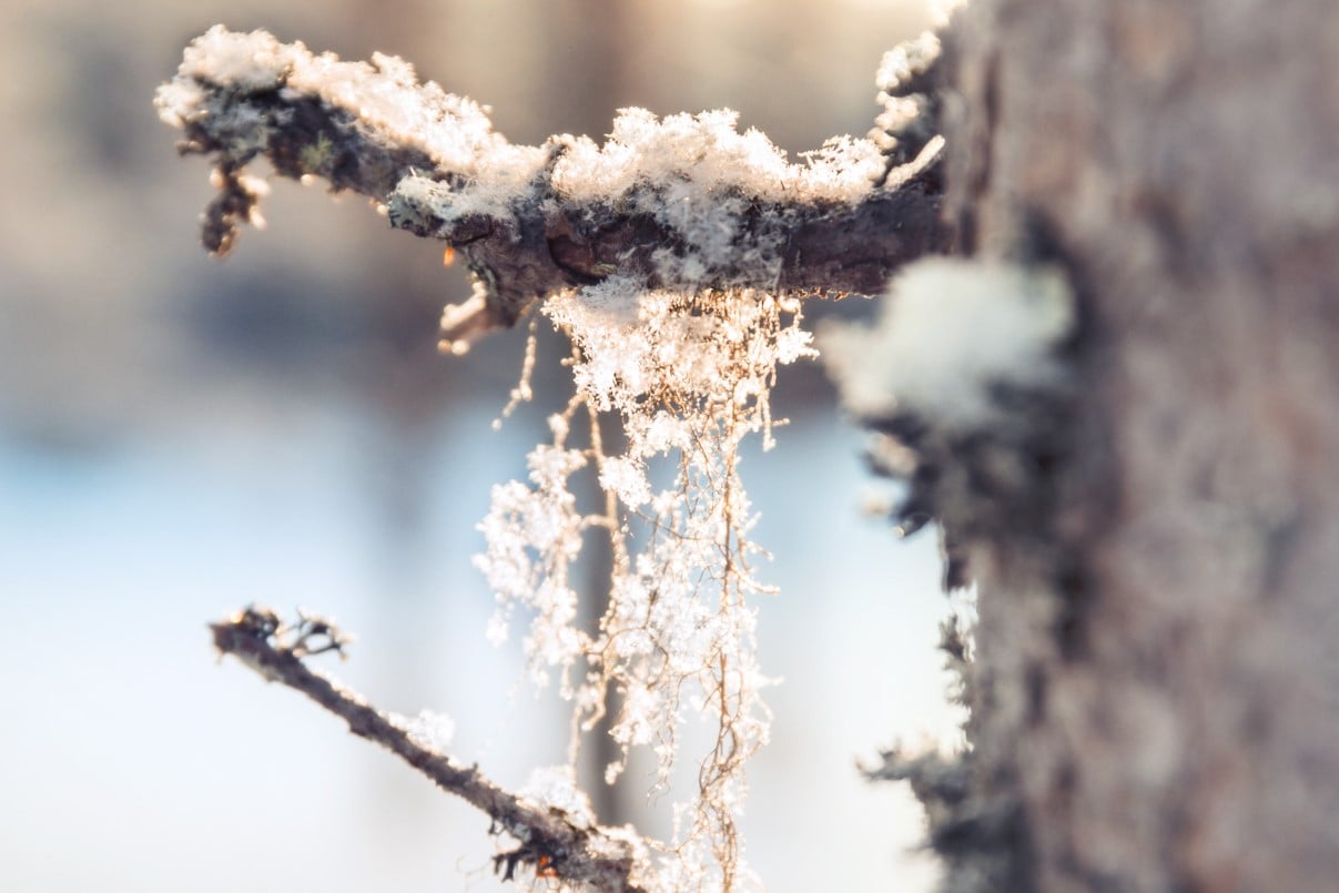 Naava lichen