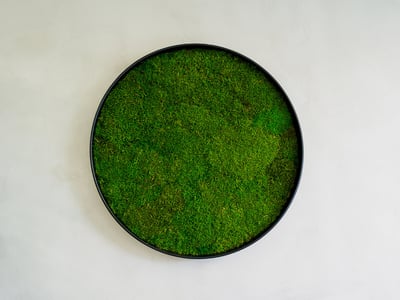 Sammalseinä Naava Sammalseinä Naava