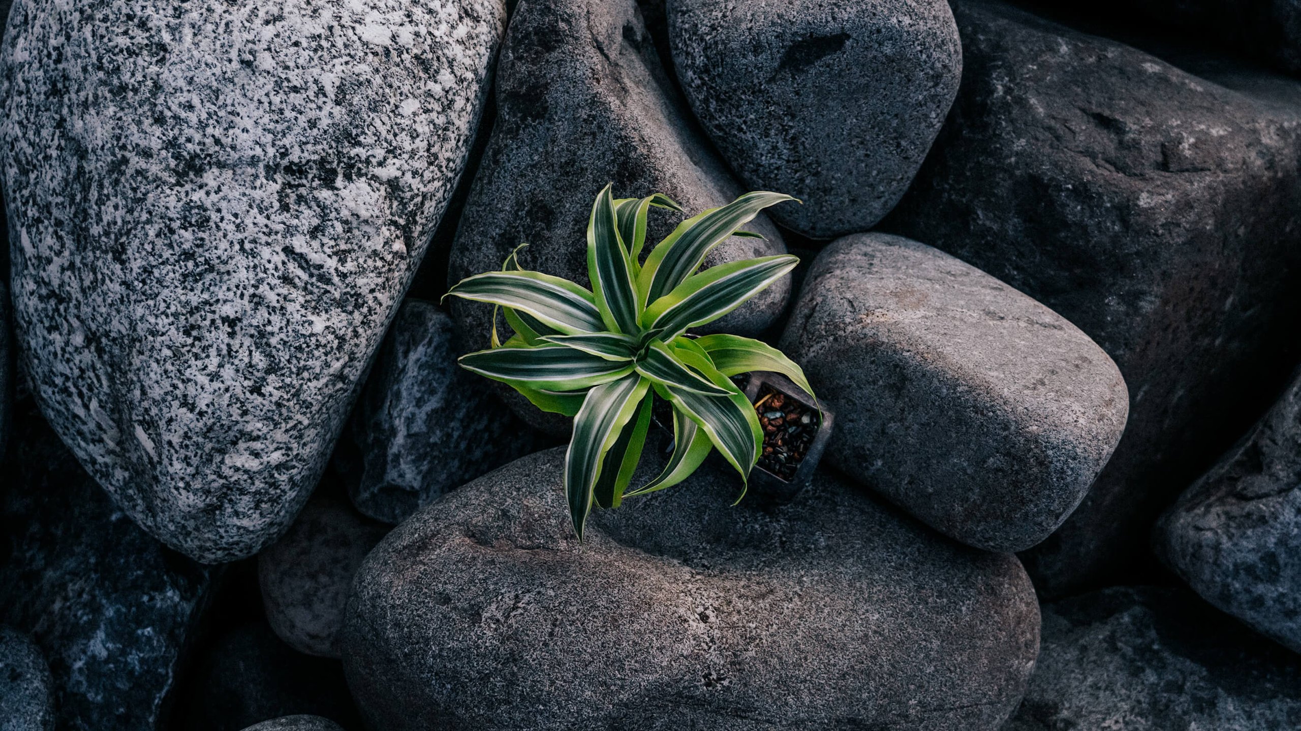 Naava's air purifying plants