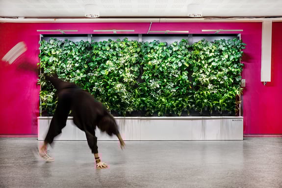 Viherratkaisut lukiossa - Naava (1)