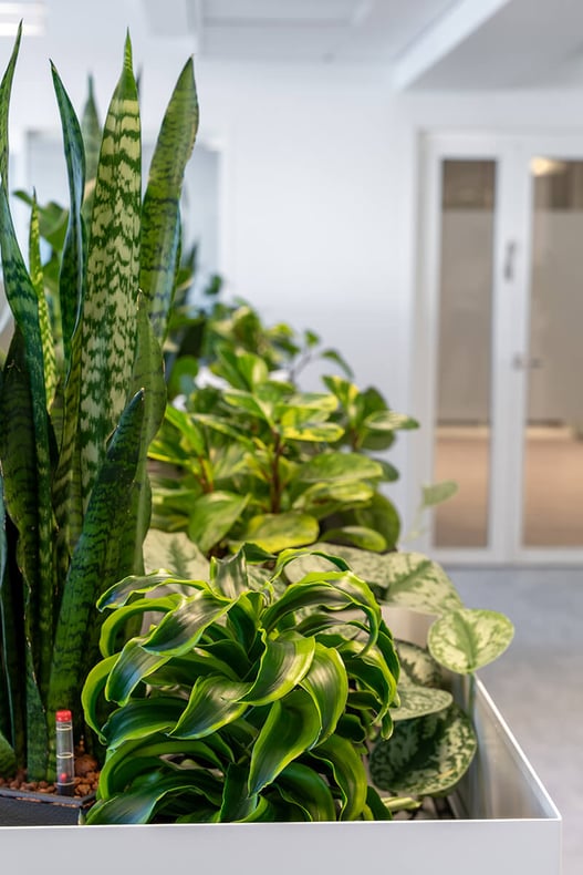 Naav x Zurich Insurance viherkasvit toimistossa (6)