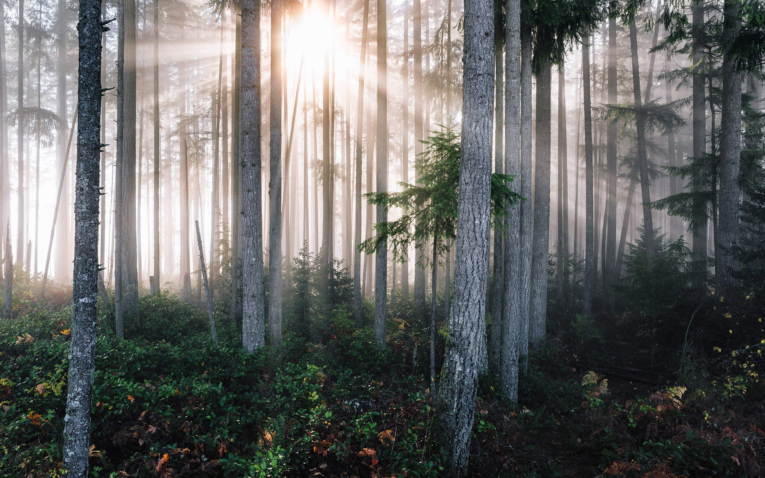 Naava brings nature indoors