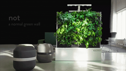 not a normal greenwall