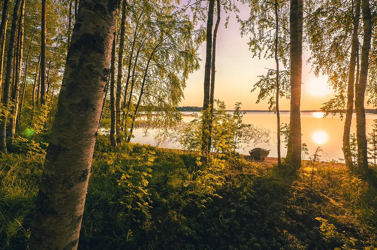 Fresh air in a fresh forest