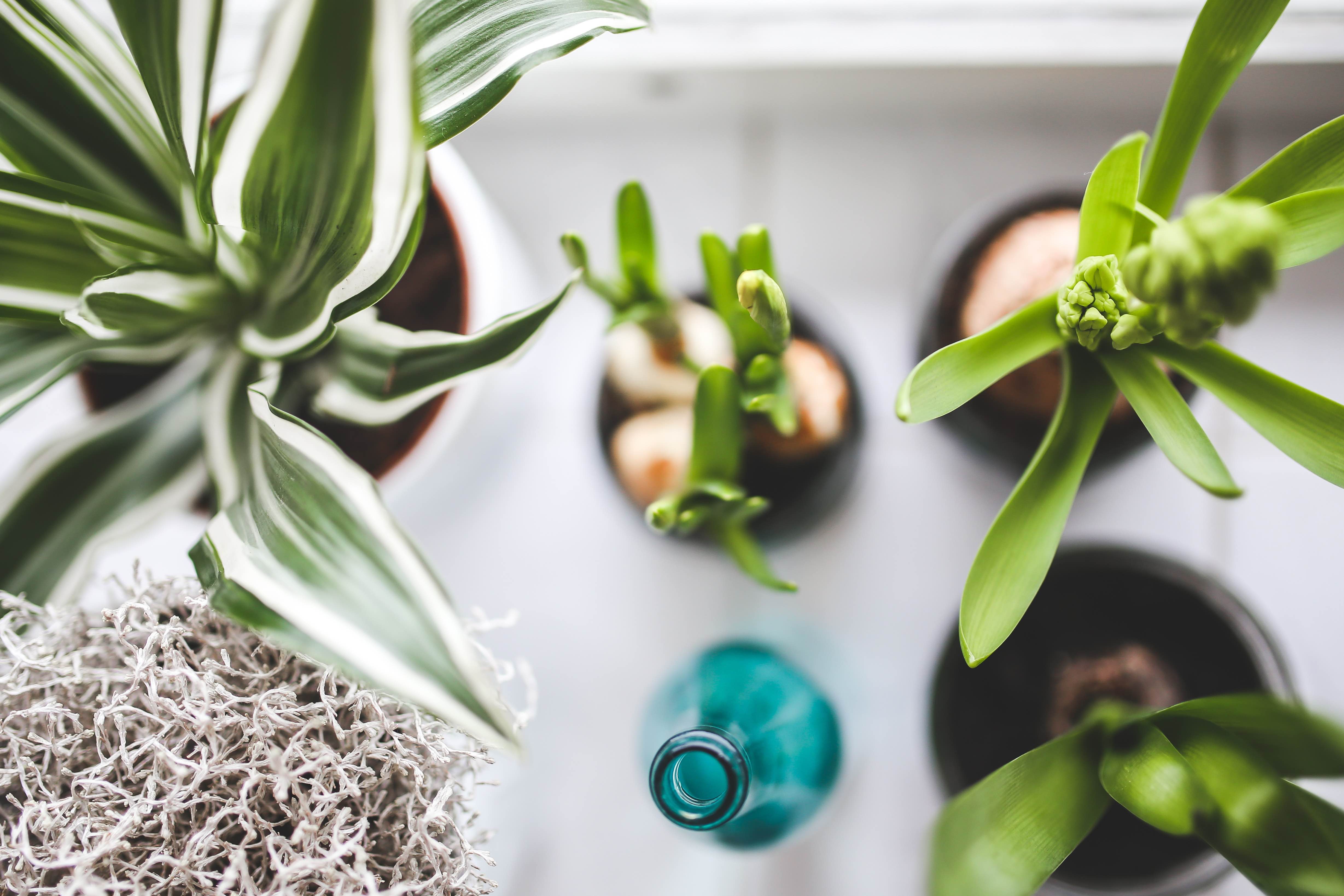 plants by the window board.jpg