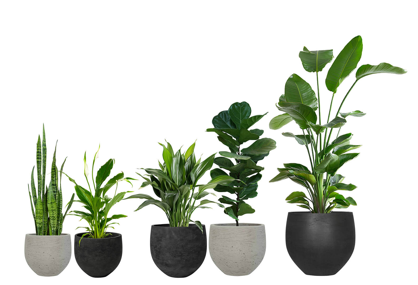 ruukkukasvit vuokraus pottery pots